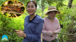 THEO CHÂN GÁI BẢN LÊN RỪNG BẮT VE MÙA GIAO PHỐI