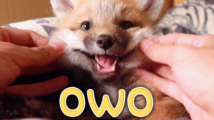 【Bánh tart trứng】Vào đây nặn mặt cáo nào~~~