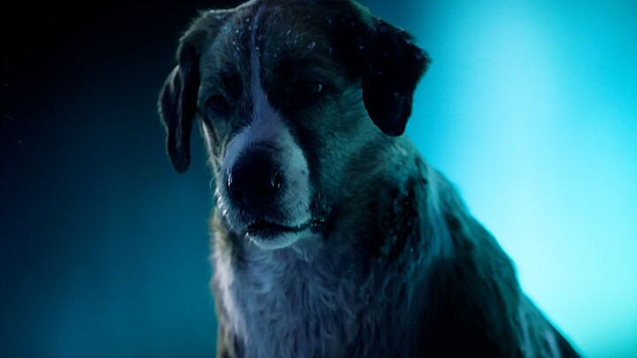 This dog literally understands every single word humans say.