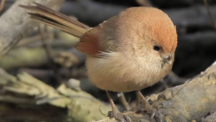 Chubby Brown-headed Thrush: I am the epitome of a "meatball" in human form! And guess what—my eggs a