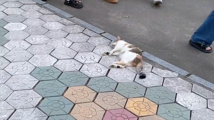 好可爱的三花猫，这也能睡着！