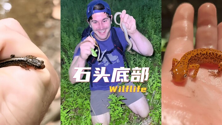 Ayo lihat apa yang ada di bagian bawah batu ini 😍