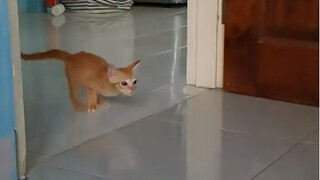 "انجراف هريرة صغيرة"