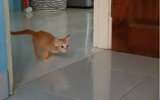 "Little Milk Cat Drifting"