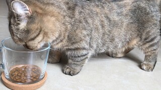 【Animal Circle】Mukbang of Munchkin Cat-Xiaohu