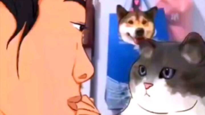 คุณแม่บ้านแต่งหน้า น้องเหมียวนั่งบนโต๊ะมองด้วยความสงสัย หน้าตาน่ารักสุดๆ!