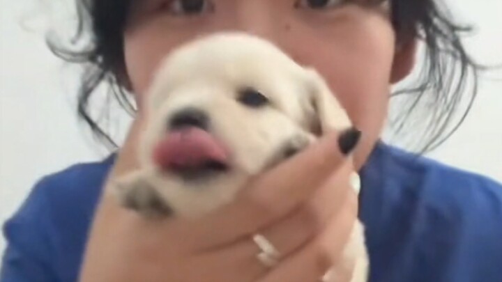 第一次有狗 有点开心