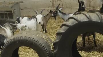 Dalscone Farm #Dalscone