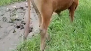 amar goru