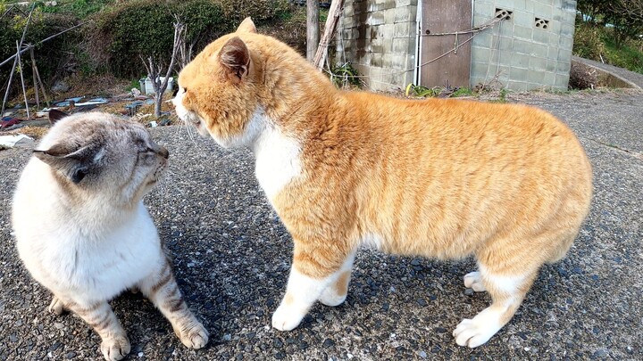 Watch Two Wild Cats Quarreling on the Beach