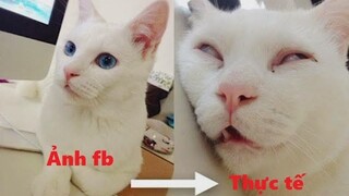 Nếu Bạn Cười Bạn Thua Thử Thách Nhịn Cười Với Những Con Mèo Hài Hước - Funny Cats Video Compilation