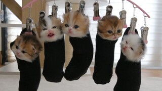 挂起来就老实啦