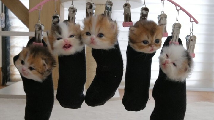 It behaves once it's hung up.