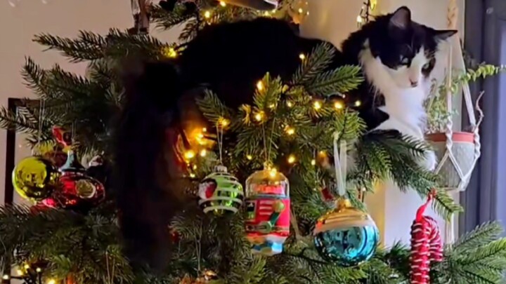 Mèo mèo cũng đón Giáng sinh