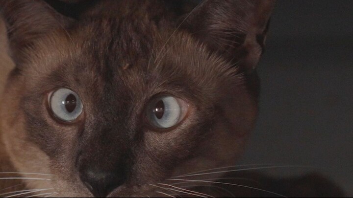 Why Does Your Cat Stare at You? What Your Cat Is Trying to Tell You