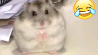 Tikus kecil... hehehe...