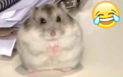 هامستر صغير... هيهيهي...