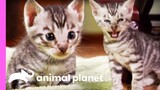 Toyger Kittens Prowl Around Their Suburban Jungle Home | Too Cute!