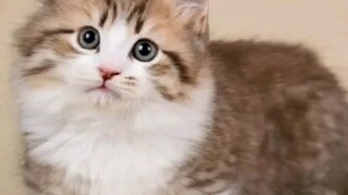 kucing lucu shalawat antassalam