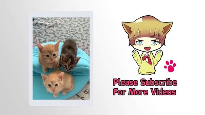 Video Anak Kucing Lucu dan Imut Terbaru 2021