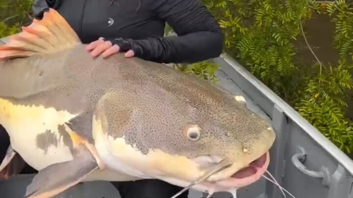 Ikan apa ini, apakah bisa dimakan?