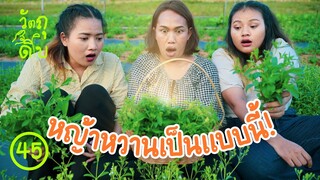 นี่หรือ ..หญ้าหวาน แทนน้ำตาลได้ - วัตถุดิบ EP45