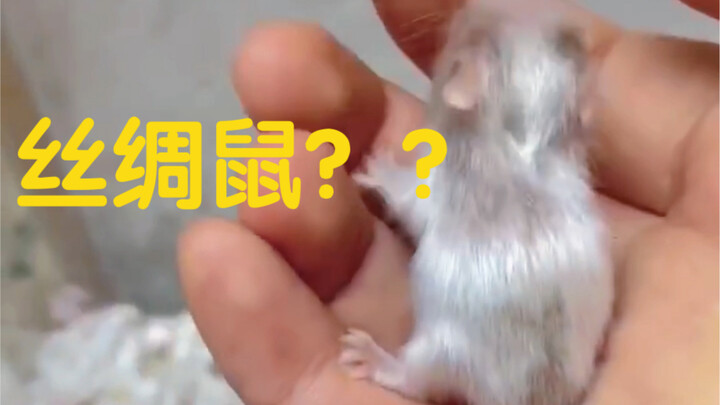 What do glowing golden hamster pups look like? | Hamster
