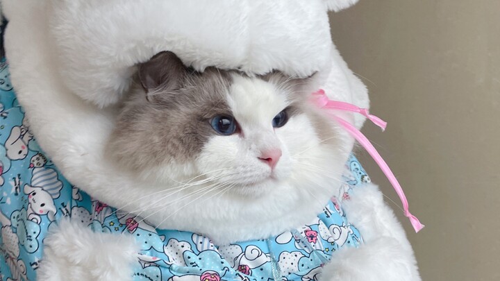 The boss said he didn’t expect a 20-pound cat to buy a cat bag.