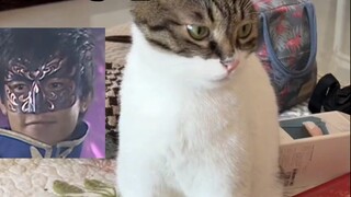 Ia tidak akan selalu mengira dirinya kucing putih, kan?
