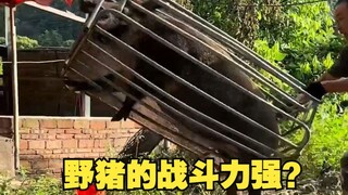 Lihatlah seberapa kuat kemampuan tempur babi hutan?