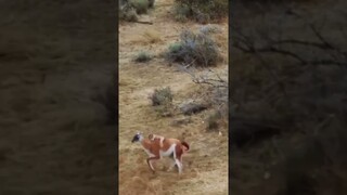 A Cougar's Killing bite is Applied to the Back of the neck.