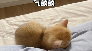 起床晚了忘记喂奶就气鼓鼓的生气！不理我