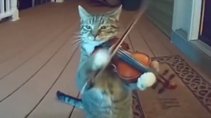 【meme】Nuisance Cat