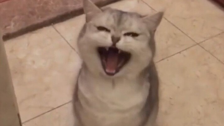 Little kitty, are you about to meow or yawn?