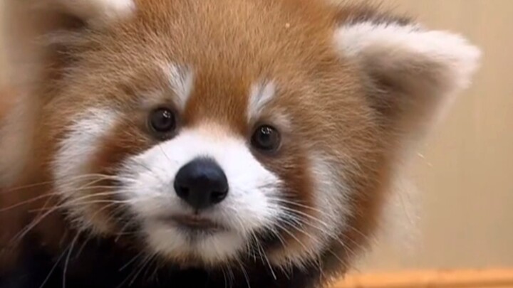 This red panda is fake, right?!