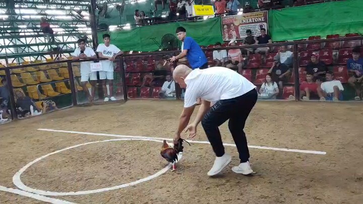 SAN RUQUE 4 COCK DERBY                                                FIRST FIGHT LOSE