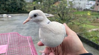 เลี้ยงนกพิราบมายากลมาสองวันแล้ว น่ารักจริงๆ เงินที่เสียไปคุ้มค่ามาก!!