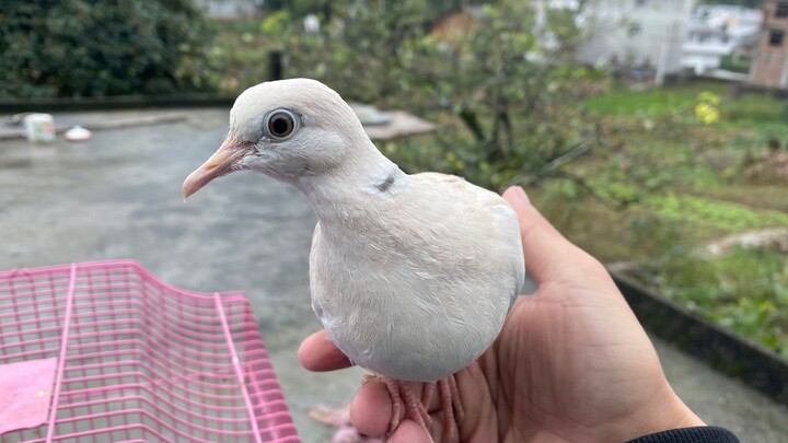 The magic pigeon I've been raising for two days is so considerate—it's totally worth the money!!