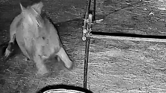 If you just lie flat, you’re free.