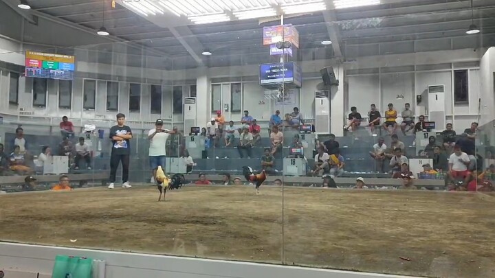 3x winner Hatch Grey from Guimaras