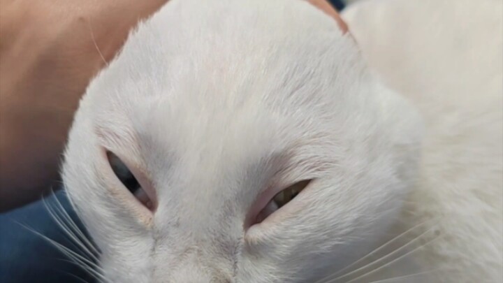 Why did I end up with a pet that’s even uglier than the Listening Spring Cat…?
