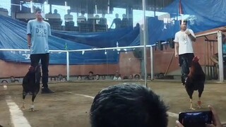 superbotong 2