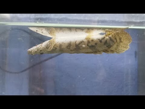 IKAN PREDATOR JENIS NAGA BATIK HAMPIR MATI KARENA IKAN CERE
