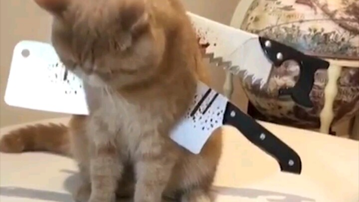 Even Cats Celebrate Halloween!