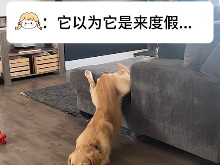 Anjing Penenang: Tunggu sebentar, aku akan keluarin jurus!