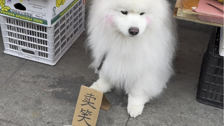 Anjing ini lagi kerja yang bener-bener baru.