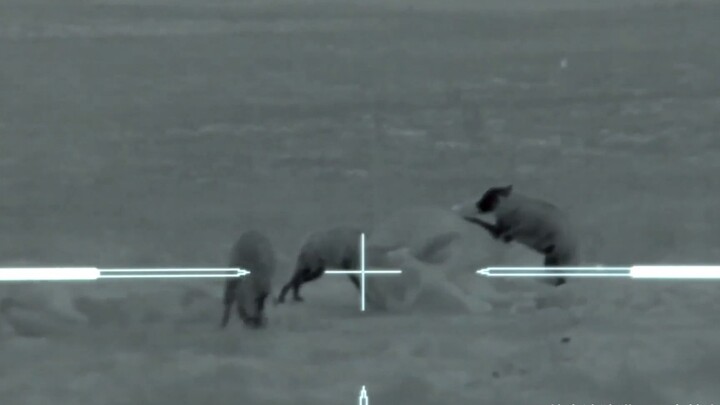 Using a night vision scope to hunt wild boars at night — the hit rate is surprisingly high!