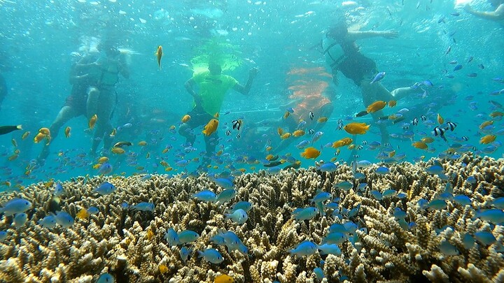 mapapamangha ka sa ganda Ng mga isda sa dagat dito sa cebu