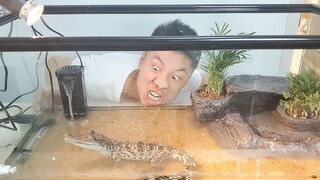 花了550块给鳄鱼换了个新家，有山有水有植物，相当不错啊