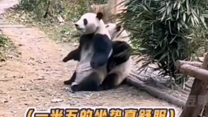 He Ye imitates Huahua’s walk—so cheeky!